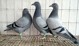 养鸽最新爆料,最新爆料揭秘养鸽界的秘密与变革