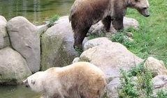 天津动物园爆料新闻事件,动物行为异常引发关注